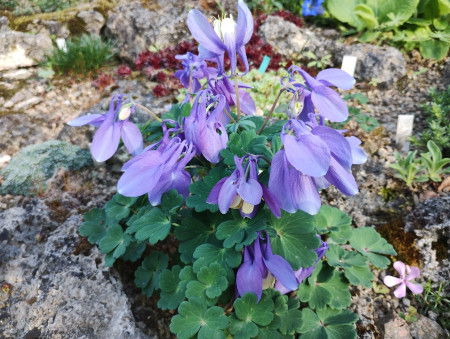 Aquilegia ´Blauer Zwerg´